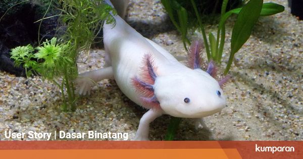 Bentuknya Unik, Axolotl Bisa Menumbuhkan Lagi Bagian Tubuh yang Hilang
